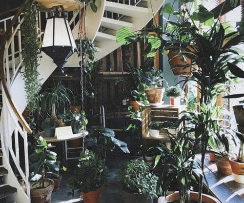 Guest Post: The Benefits Of Having Plants In Your New York Home By Tara Hickock