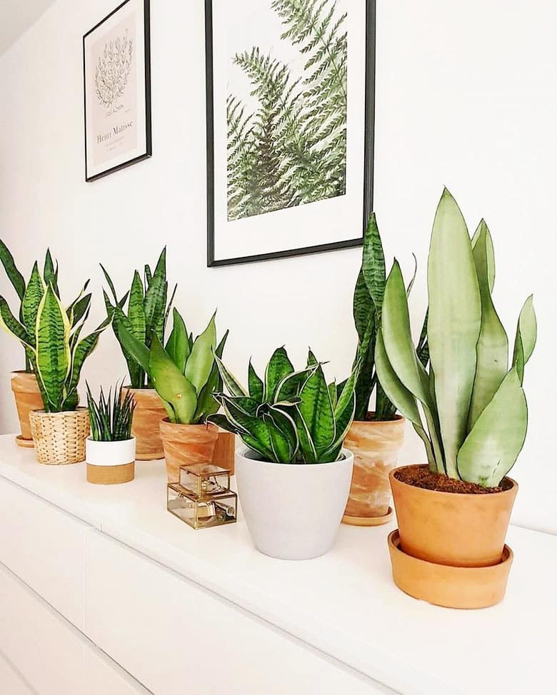 Best indoor plants for NYC apartments