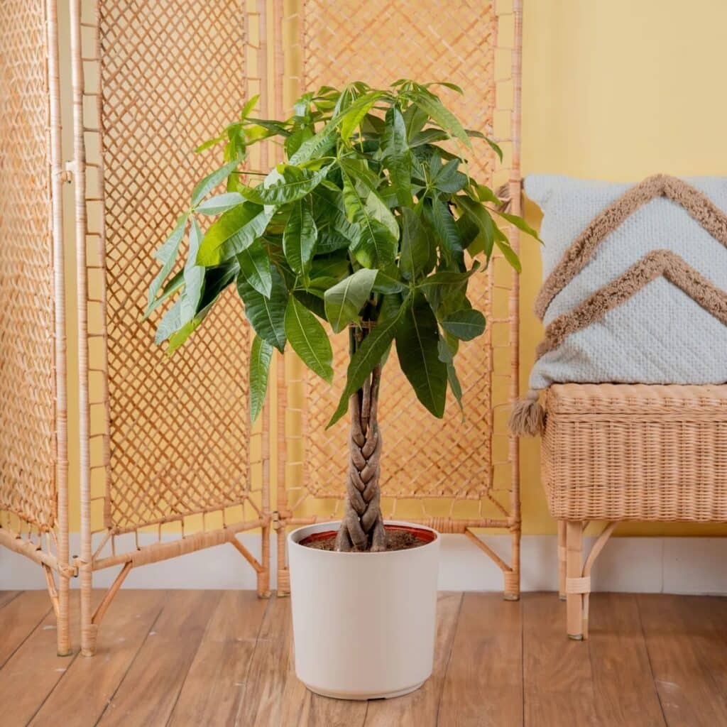 Best indoor plants for NYC apartments