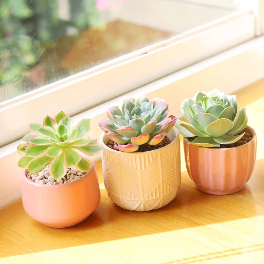 Best indoor plants for NYC apartments