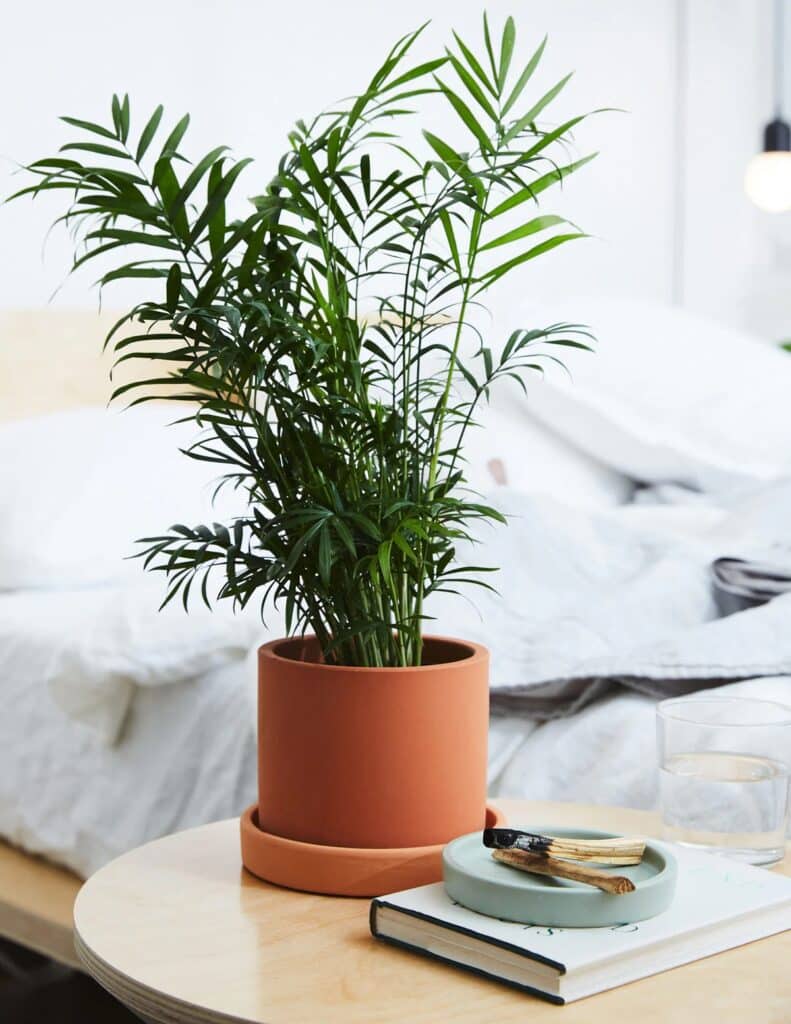 Best indoor plants for NYC apartments