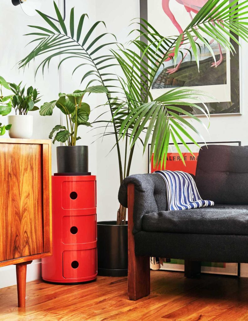 Palm tree package easy-care plants from The Sill help you avoid common design mistakes