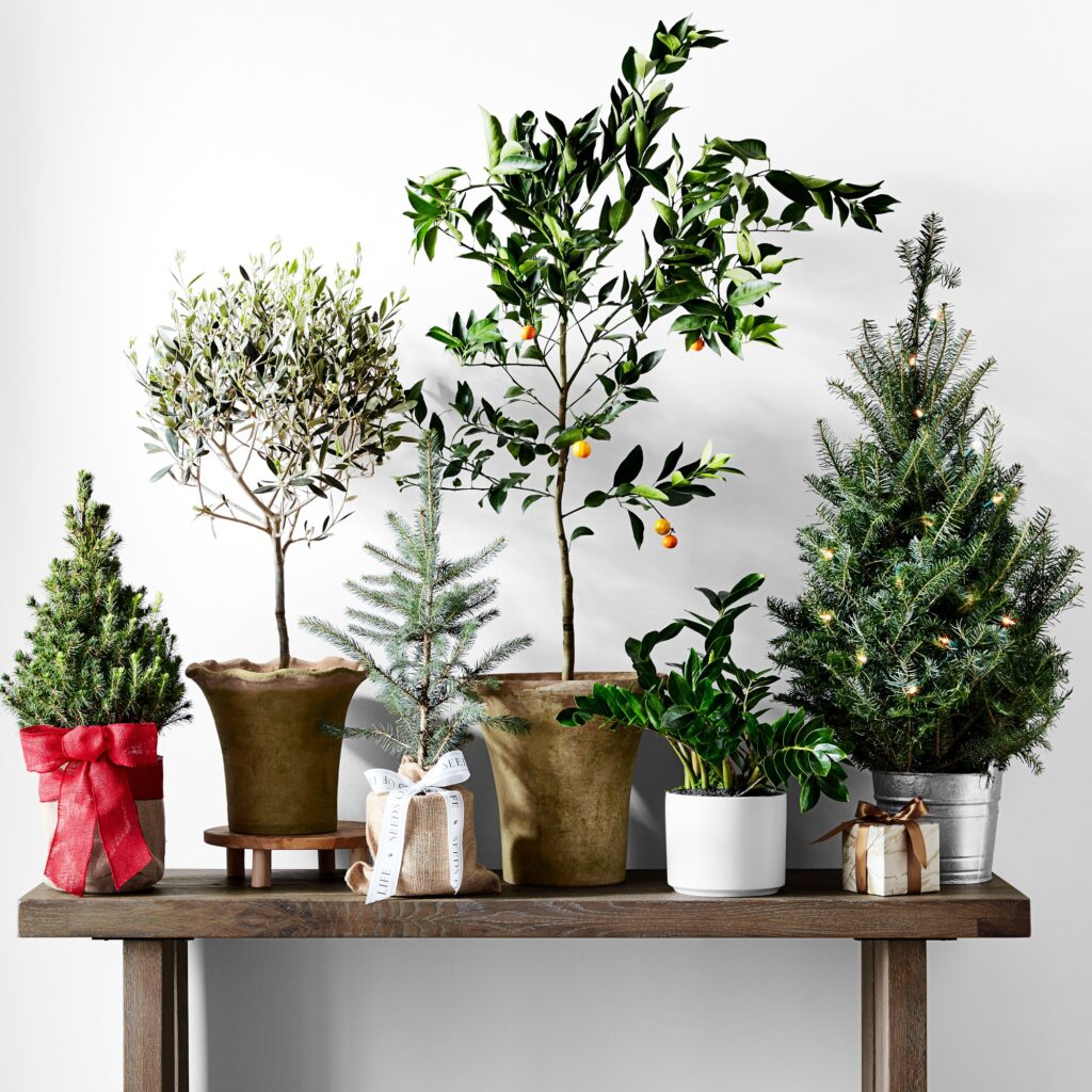 Holiday decor updates include adding greenery. Here, wooden table with multiple potted evergreens and holiday plants.
